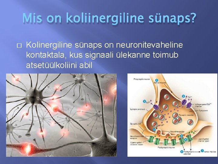 Mis on koliinergiline sünaps? � Kolinergiline sünaps on neuronitevaheline kontaktala, kus signaali ülekanne toimub