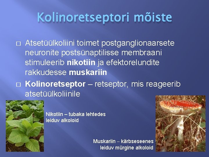 Kolinoretseptori mõiste � � Atsetüülkoliini toimet postganglionaarsete neuronite postsünaptilisse membraani stimuleerib nikotiin ja efektorelundite