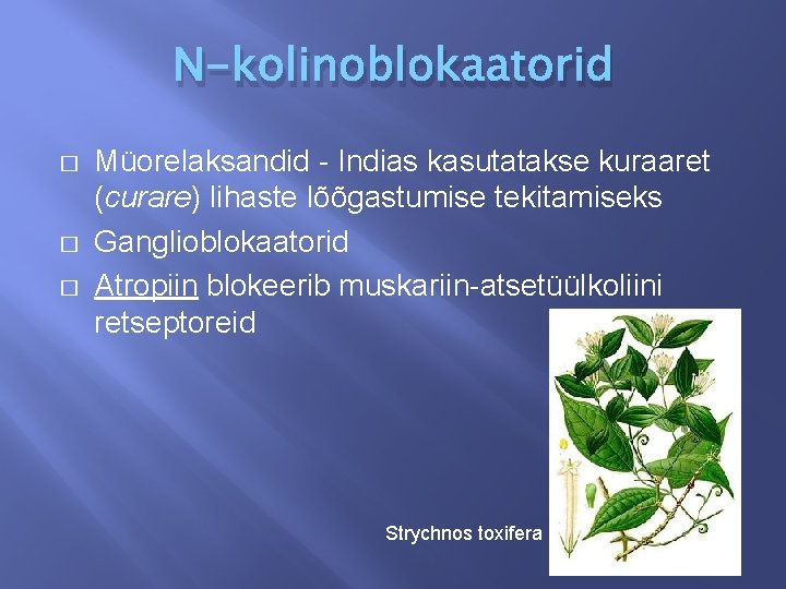 N-kolinoblokaatorid � � � Müorelaksandid - Indias kasutatakse kuraaret (curare) lihaste lõõgastumise tekitamiseks Ganglioblokaatorid