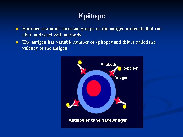 Epitope n n Epitopes are small chemical groups on the antigen molecule that can