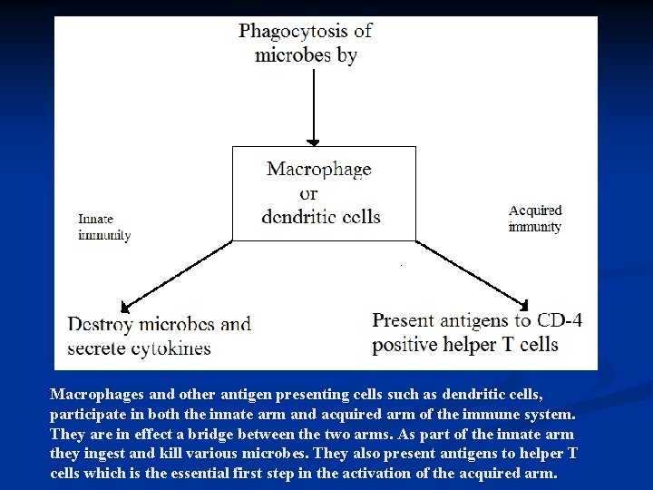 Macrophages and other antigen presenting cells such as dendritic cells, participate in both the