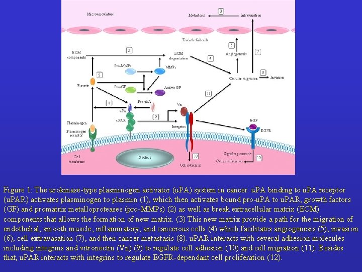 Figure 1: The urokinase-type plasminogen activator (u. PA) system in cancer. u. PA binding