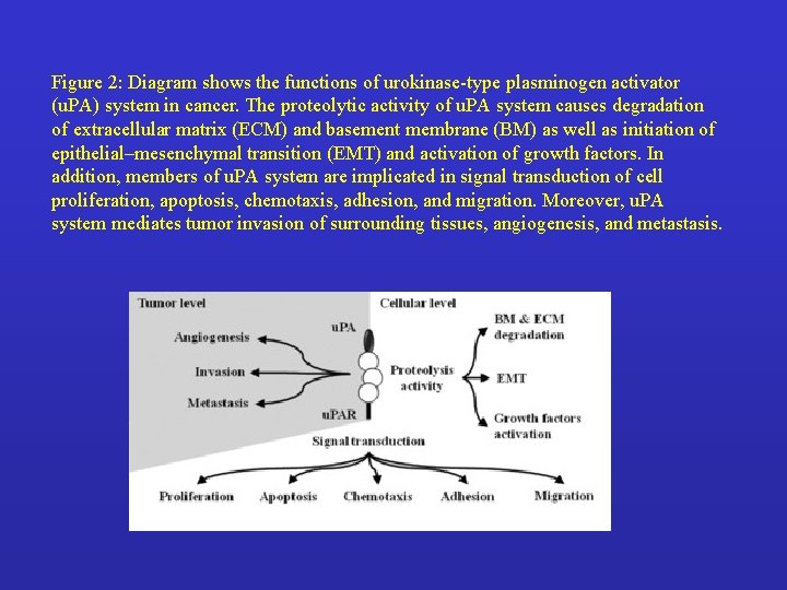Figure 2: Diagram shows the functions of urokinase-type plasminogen activator (u. PA) system in
