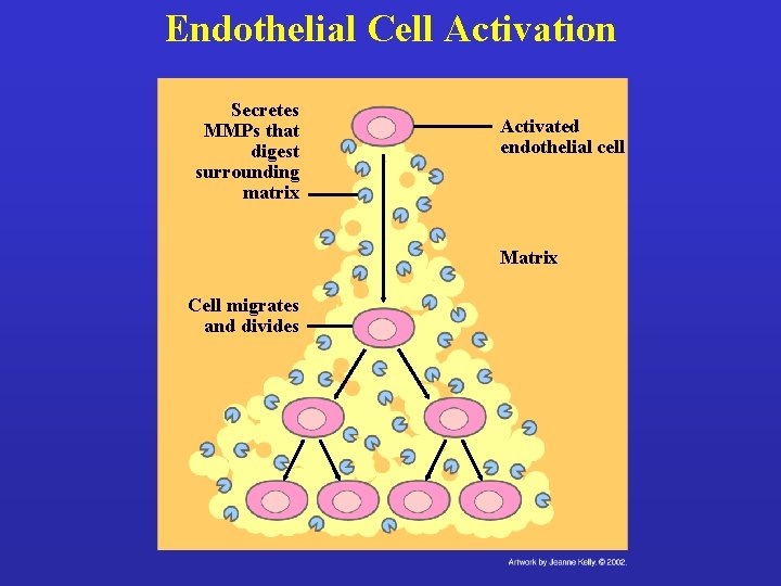 Endothelial Cell Activation Secretes MMPs that digest surrounding matrix Activated endothelial cell Matrix Cell