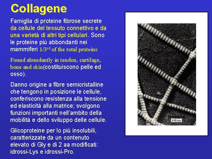 Collagene Famiglia di proteine fibrose secrete da cellule del tessuto connettivo e da una