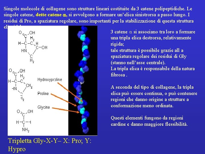 Singole molecole di collagene sono strutture lineari costituite da 3 catene polipeptidiche. Le singole