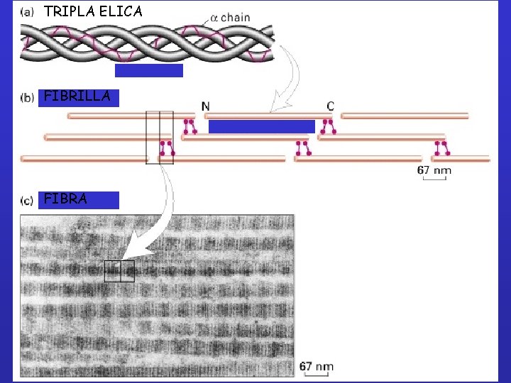 TRIPLA ELICA FIBRILLA FIBRA 