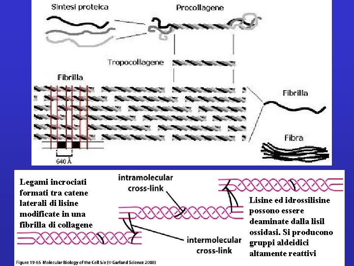 Legami incrociati formati tra catene laterali di lisine modificate in una fibrilla di collagene