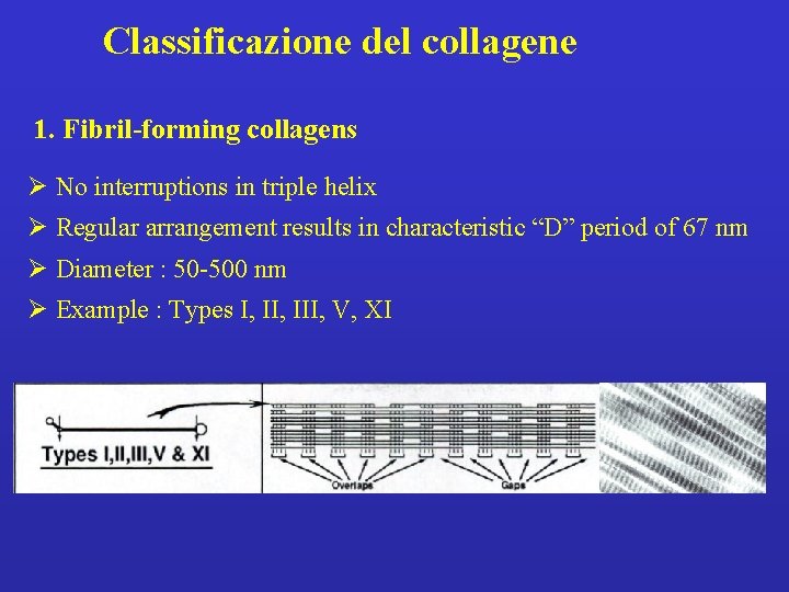 Classificazione del collagene 1. Fibril-forming collagens Ø No interruptions in triple helix Ø Regular