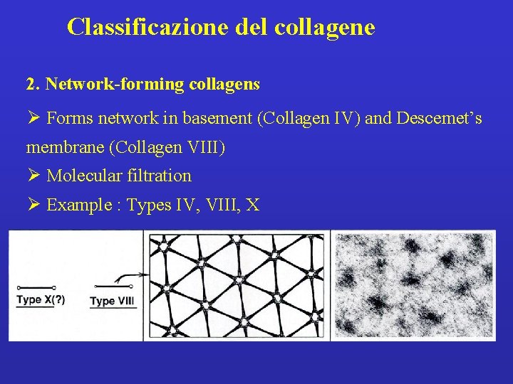 Classificazione del collagene 2. Network-forming collagens Ø Forms network in basement (Collagen IV) and