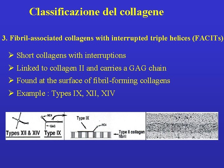 Classificazione del collagene 3. Fibril-associated collagens with interrupted triple helices (FACITs) Ø Short collagens