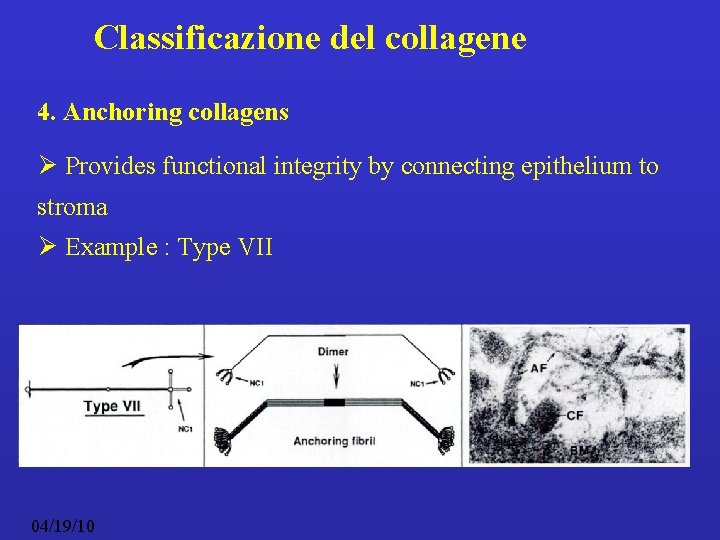 Classificazione del collagene 4. Anchoring collagens Ø Provides functional integrity by connecting epithelium to