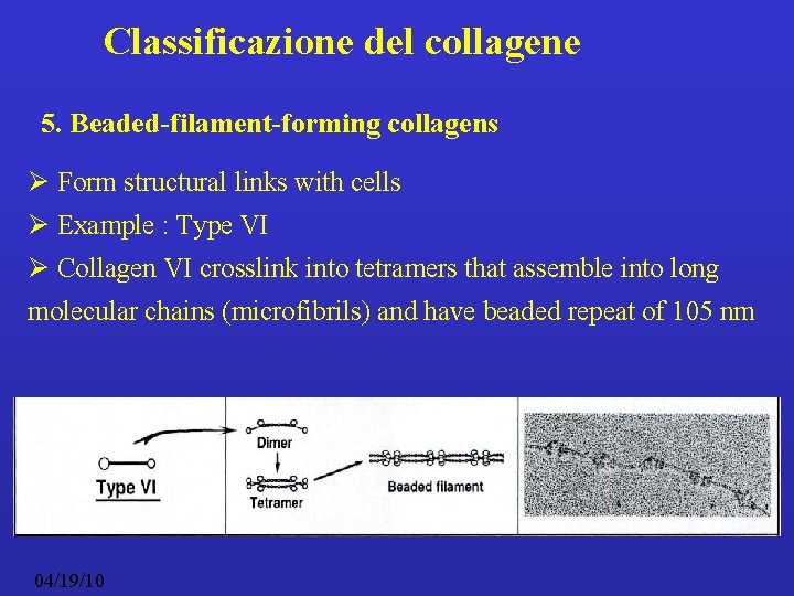 Classificazione del collagene 5. Beaded-filament-forming collagens Ø Form structural links with cells Ø Example