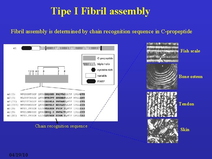 Tipe I Fibril assembly is determined by chain recognition sequence in C-propeptide Fish scale