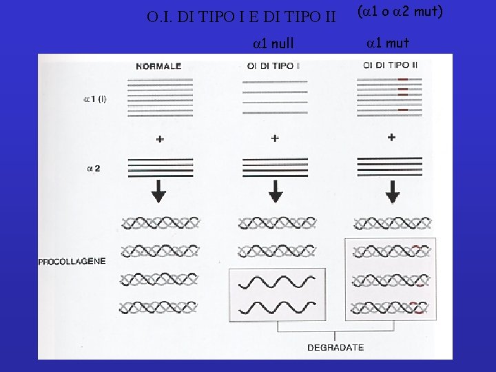 O. I. DI TIPO I E DI TIPO II a 1 null (a 1