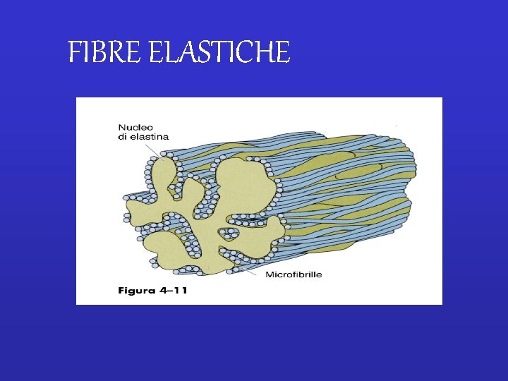 FIBRE ELASTICHE 