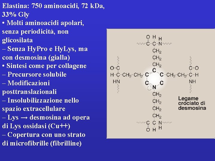 Elastina: 750 aminoacidi, 72 k. Da, 33% Gly • Molti aminoacidi apolari, senza periodicità,