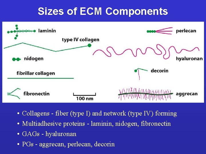 Sizes of ECM Components • • Collagens - fiber (type I) and network (type
