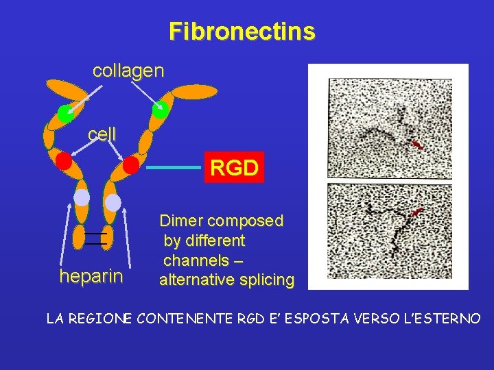 Fibronectins collagen cell RGD heparin Dimer composed by different channels – alternative splicing LA