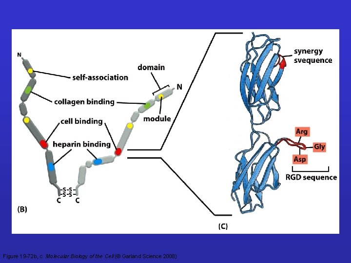 Figure 19 -72 b, c Molecular Biology of the Cell (© Garland Science 2008)