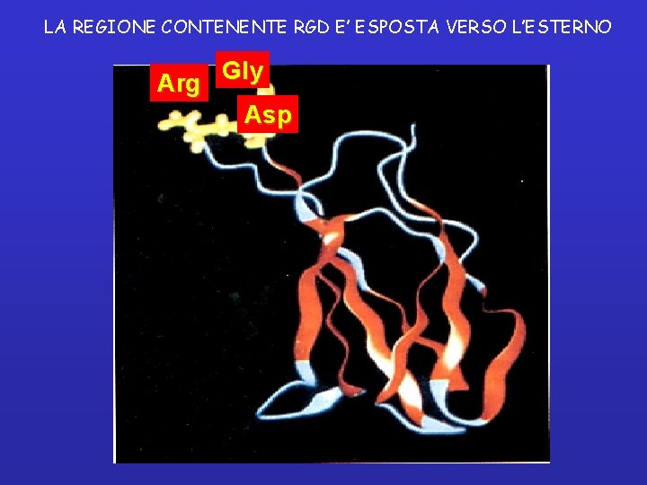 LA REGIONE CONTENENTE RGD E’ ESPOSTA VERSO L’ESTERNO Gly Arg Asp 