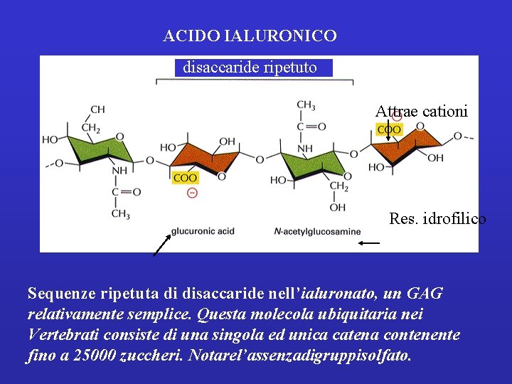 ACIDO IALURONICO disaccaride ripetuto Attrae cationi Res. idrofilico Sequenze ripetuta di disaccaride nell’ialuronato, un