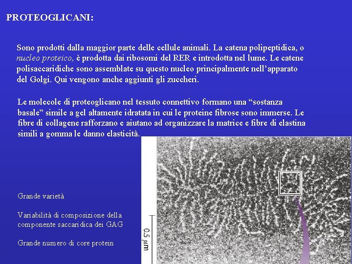 PROTEOGLICANI: Sono prodotti dalla maggior parte delle cellule animali. La catena polipeptidica, o nucleo