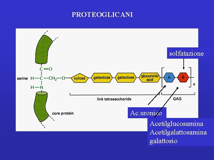 PROTEOGLICANI solfatazione Ac. uronico Acetilglucosamina Acetilgalattosamina galattosio 