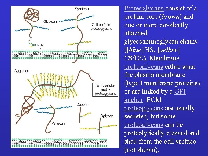 Proteoglycans consist of a protein core (brown) and one or more covalently attached glycosaminoglycan