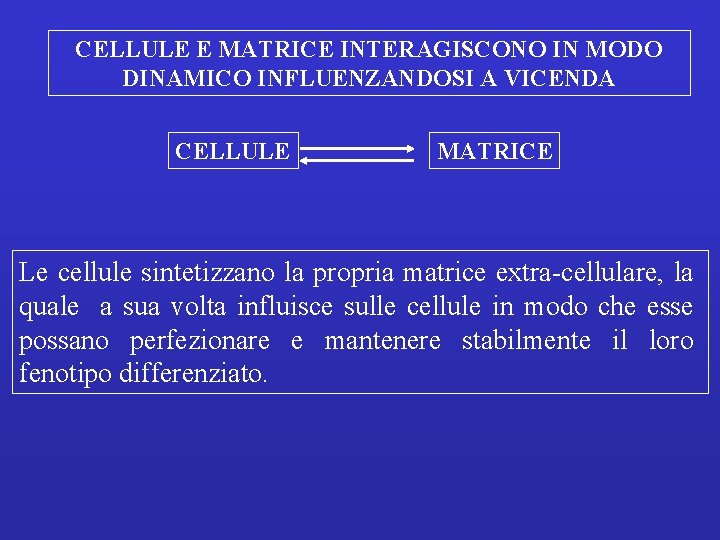 CELLULE E MATRICE INTERAGISCONO IN MODO DINAMICO INFLUENZANDOSI A VICENDA CELLULE MATRICE Le cellule