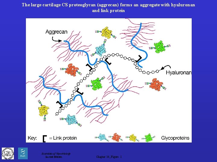 The large cartilage CS proteoglycan (aggrecan) forms an aggregate with hyaluronan and link protein