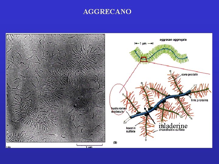 AGGRECANO ialaderine 