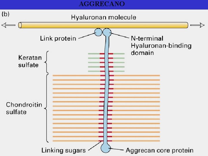 AGGRECANO 