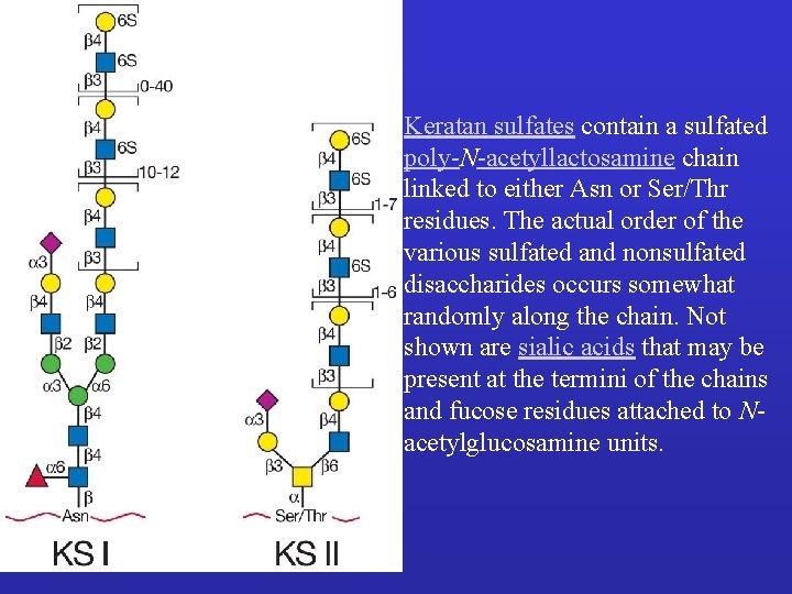 Keratan sulfates contain a sulfated poly-N-acetyllactosamine chain linked to either Asn or Ser/Thr residues.