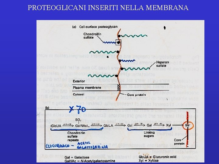 PROTEOGLICANI INSERITI NELLA MEMBRANA 