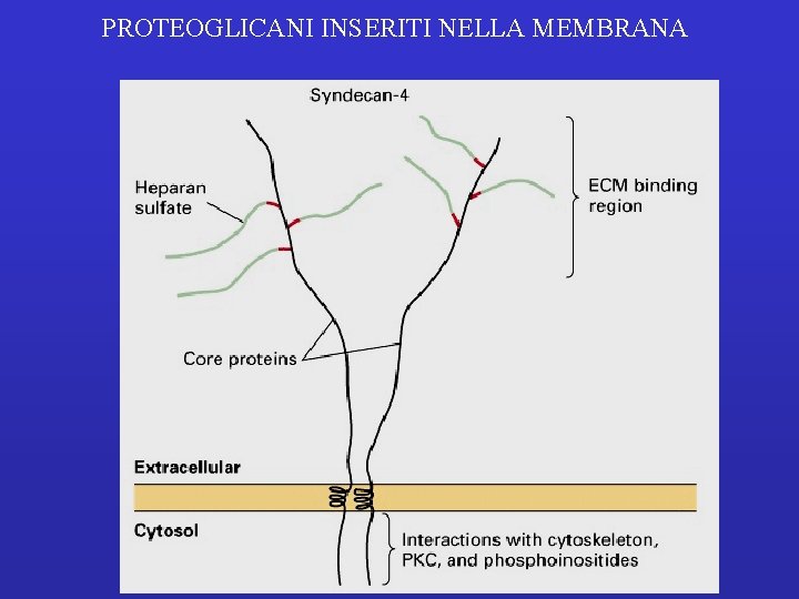 PROTEOGLICANI INSERITI NELLA MEMBRANA 