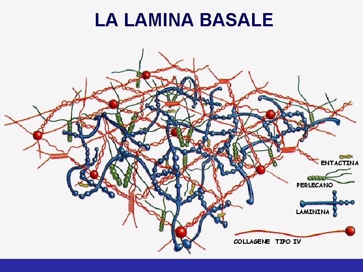 LA LAMINA BASALE ENTACTINA PERLECANO LAMININA COLLAGENE TIPO IV 