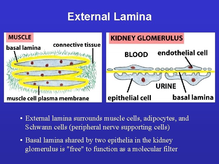 External Lamina • External lamina surrounds muscle cells, adipocytes, and Schwann cells (peripheral nerve