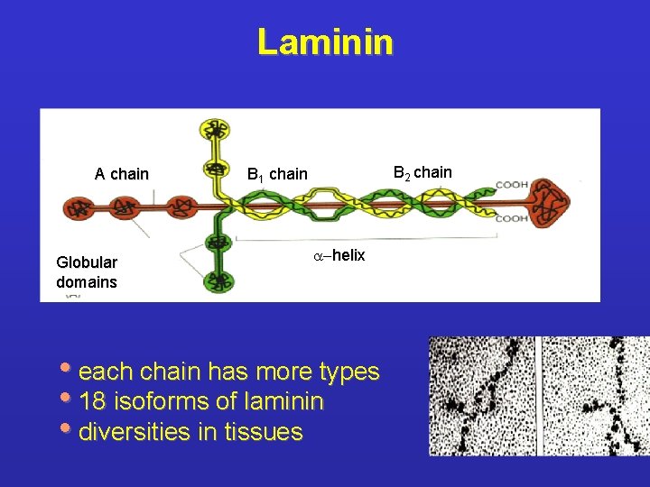 Laminin A chain Globular domains B 2 chain B 1 chain a-helix • each