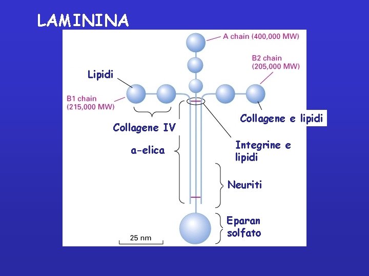 LAMININA Lipidi Collagene IV a-elica Collagene e lipidi Integrine e lipidi Neuriti Eparan solfato
