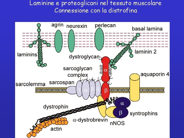 Laminine e proteoglicani nel tessuto muscolare Connessione con la distrofina 