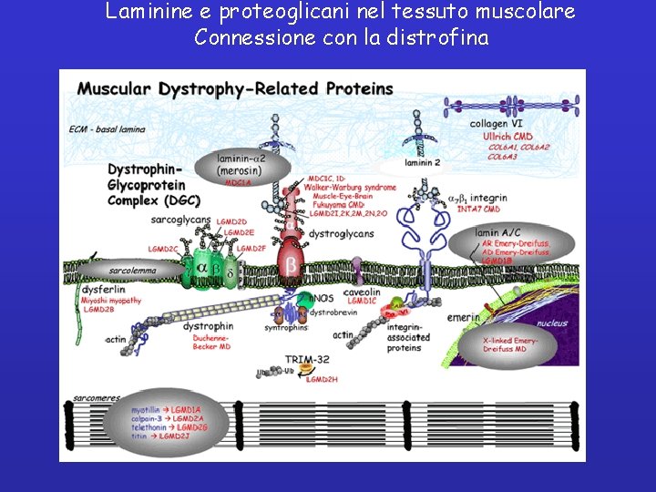 Laminine e proteoglicani nel tessuto muscolare Connessione con la distrofina 