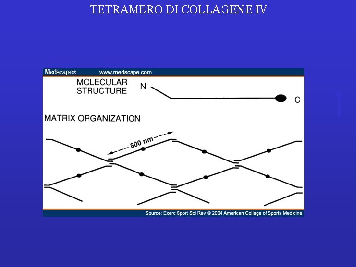  TETRAMERO DI COLLAGENE IV 