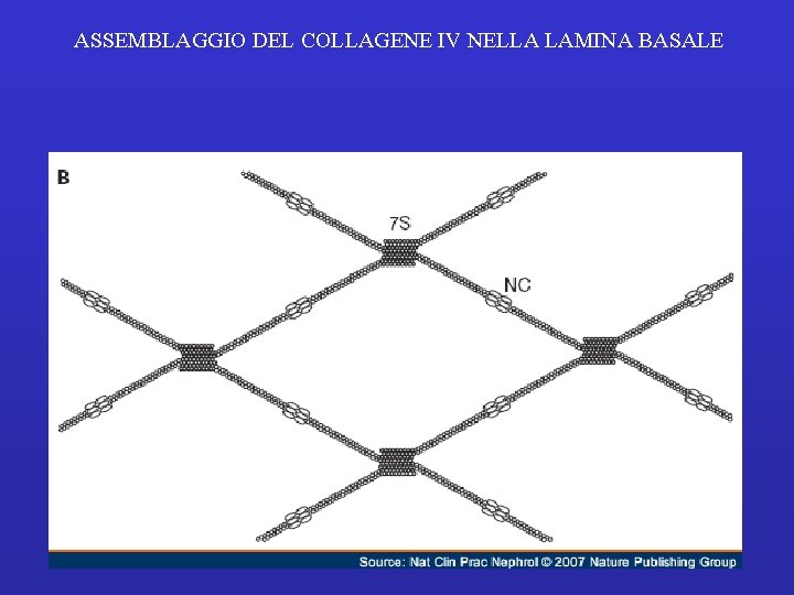 ASSEMBLAGGIO DEL COLLAGENE IV NELLA LAMINA BASALE 