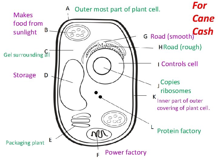 Makes food from sunlight For Cane Cash Road (smooth) Outer most part of plant