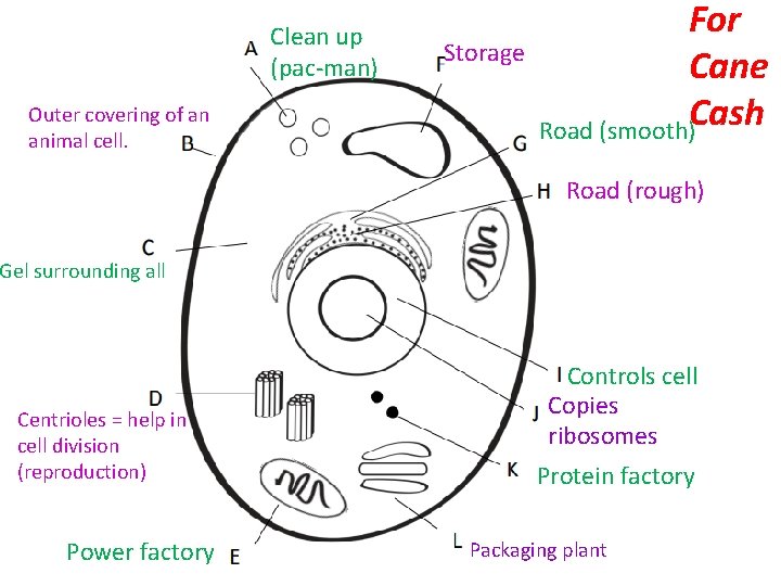 Clean up (pac-man) Outer covering of an animal cell. Storage For Cane Cash Road