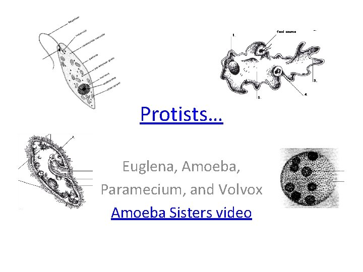 Protists… Euglena, Amoeba, Paramecium, and Volvox Amoeba Sisters video 