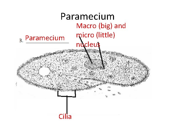 Paramecium Cilia Macro (big) and micro (little) nucleus 