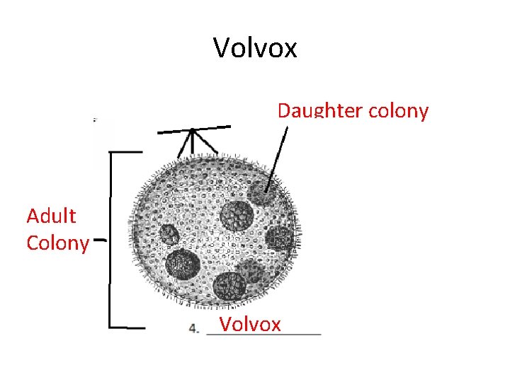 Volvox Daughter colony Adult Colony Volvox 