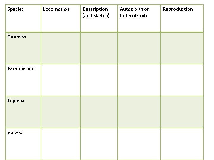 Species Amoeba Paramecium Euglena Volvox Locomotion Description (and sketch) Autotroph or heterotroph Reproduction 
